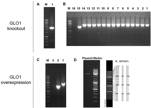 Figure 4 Verification of Glo1 gene knockout and overexpression in bacteria strain.