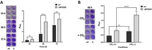 Figure 5. The ΔBP2265 strain forms increased amounts of biofilm compared to the wt strain. (A) Biofilm formation was tested in triplicate samples of the B1917 strain (wt) and its isogenic ΔBP2265 mutant (Δ) over three days under static aerobic conditions and determined by crystal violet staining. (B) Biofilm formation was determined in triplicate samples of the wt strain (wt) and the ΔBP2265 mutant (Δ) after two days of incubation under static conditions in the absence (-CO2) or presence of 5% CO2 (+CO2) by crystal violet staining. Left panels; images of wells with crystal violet stain eluted from the biofilm formed by the corresponding strain. Right panels; graphs quantifying biofilm formation determined as A595 of crystal violet staining. Results are averages from three replicates, error bars represent standard deviations. Statistical analysis for panel A was performed using the two-way ANOVA test for multiple comparisons (Sidak´s test); ns, p-value > 0.05; **, p-value < 0.01; ****, p-value < 0.0001. Statistical analysis for panel B was performed using the two-way ANOVA test for multiple comparisons (Tukey´s test); **, p-value < 0.01; ****, p-value < 0.0001. Three independent experiments were performed for each panel, and one representative experiment is shown.