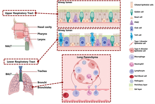 Figure 1. Organization and cellular characteristics of the human respiratory airway.