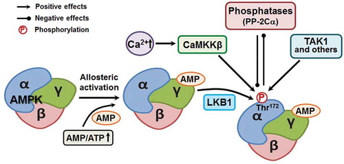 Figure 3. AMP-activated protein kinase (AMPK) structure and activation. AMPK is structurally composed of catalytic α subunit, docking β subunit and regulatory γ subunit. AMPK is phosphorylated/activated by LKB1, CaMKKβ, TAK1 and other kinases. CaMKKβ: calmodulin-mediated kinase kinase β; LKB1: liver kinase B1; PP-2Cα: protein phosphatase 2C alpha; TAK1: transforming growth factor-β activated kinase 1.