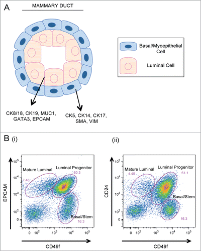 Figure 2. Cellular components of the mammary epithelium. (A) Cross section of a bilayered duct. Luminal cells line the inner duct lumen and are surrounded by an outer layer of contractile basal cells. (B) Flow cytometry plots of primary human mammary epithelial cells analyzed for expression of (i) EPCAM vs. CD49f and (ii) CD24 vs. CD49f expression. Mature luminal, luminal progenitor, and basal/stem populations are indicated.