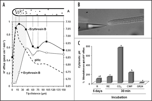 Figure 1 (A) H+ flux profile along growing secondary hyphae of G. margarita in the presence (open squares) or absence (closed squares) of erythrosin B and its correlation with cytosolic pH (pHc) data described by Jolicoeur et al.,Citation15 (dotted line). Dotted area depicts the region with higher susceptibility to erythrosin B. (B) ion-selective electrode near to AM fungal hyphae. (C) Stimulation on hyphal H+ efflux after incubation with root factors or whole root system. R, roots; RE, root exudates; CO2, carbon dioxide; CWP, cell wall proteins; GR24, synthetic strigolactone. The medium pH in all treatment was monitored and remained about 5.7, including with prior CO2 incubation. Means followed by the same letter are statistically equal by Duncan's test at p < 5%.