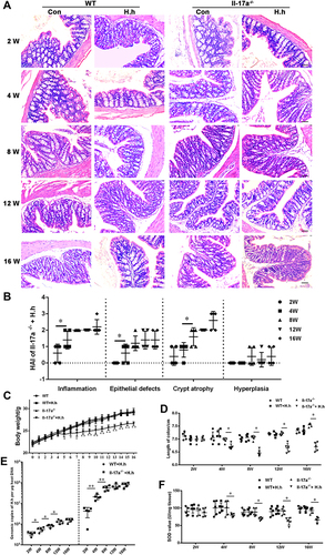 Figure 2 H. hepaticus infection induced moderate colitis in Il-17a−/− mice. (A) Pathological analysis of H&E staining in the proximal colon of Il-17a−/− and WT mice infected with or without H. hepaticus at 2, 4, 8, 12 and 16 weeks, bar = 20 μm. (B) The statistics of pathological according to Il-17a−/− mice infected H. hepaticus in A. (C) The body weight of Il-17a−/− and WT mice infected with or without H. hepaticus from 0 to 16 weeks. The difference analysis was carried out between the two groups of the same strain at the same time. (D) The colon length of Il-17a−/− and WT mice infected with or without H. hepaticus at 2, 4, 8, 12 and 16 weeks. (E) The quantitative PCR of H. hepaticus 16s rDNA in Il-17a−/− and WT mice infected with H. hepaticus at 2, 4, 8, 12 and 16 weeks. (F) The SOD value of colon tissue from Il-17a−/− and WT mice infected with H. hepaticus or uninfected control at 2, 4, 8, 12 and 16 weeks. Data are expressed as the means ± SEM (n = 5/group), ** P < 0.01; *, P < 0.05.