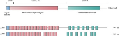 Figure 3 Scheme depicting the structures of the LGR4 and LGR5 proteins.Abbreviation: LGR, leucine-rich repeat-containing G-protein-coupled receptor.