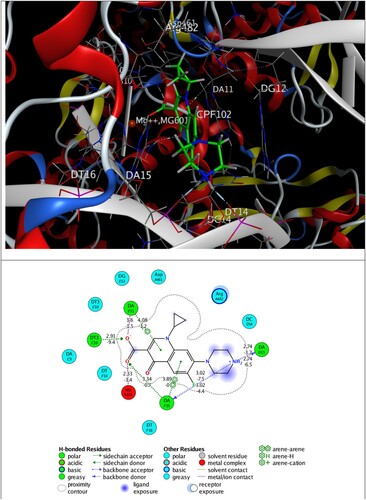 Figure 9. 3D plot of self-docking of ciprofloxacin (CPF) in DNA gyrase (5BTC) target enzyme (top), along with possible interactions (bottom).