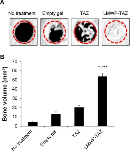 Figure 7 (A and B) Micro-computed tomography (CT) images reconstructing each group in 3-D at 4 weeks.Notes: (A) 3-D micro-CT images of four groups. Image reconstructions were performed at a resolution of 35 μm. The dotted circles indicate the cranial defect edges. (B) Bone volume (mm3) from the newly calcified area was calculated by micro-CT image analysis according to the lower threshold level. *P<0.05 compared to time-matched empty defect; ***P<0.05 compared to time-matched TAZ treated group.Abbreviations: LMWP, low-molecular-weight protamine; TAZ, PDZ-binding motif.