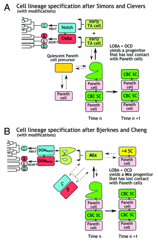 Figure 2. Two competing models for lineage specification in crypts of the SI. (A) According to Simons and Clevers,Citation33 CBC SCs divide symmetrically to yield two CBC cells and self-produce a niche with one of their immediate progeny, the PCs. Shown here is the proposal of De Mey, Freund and coll. that the anisotropic movement of one daughter cell at the border between the CBC/PC zone and the OCD generates early TA cells that continue dividing symmetrically. Stochastic Delta-Notch signaling between progeny that are not necessarily siblings and additional gene network expression generate progenitors of each of the differentiated cell types. The dark yellow cell is a quiescent Paneth cell precursor that will give rise to PC-like cells. These can be reprogrammed into CBC cells upon tissue injury. This was interpreted as meaning that these LRCs are the same cells as the quiescent +4 SCs described by others. (B) According to Bjerknes and Cheng, CBC SCs that leave the CBC/PC zone become committed Mix progenitors. Divisions asymmetric with respect to cell fate generate DOMNotch and DOMDelta daughters that set up between them Delta/Notch lateral inhibition. Added here is the suggested possibility that asymmetric mNumb distribution initiates this process. To the right is shown a yellow cell that stands for all the proposed types of quiescent SCs found in the undulating +4 annulus. These cells may display their own hierarchy that is not shown here. Also shown are C0 and M0 long-lived and quiescent progenitors which can be reprogrammed to become either +4SCs or CBC cells. Shown here is the possibility that this involves passage through a Mix progenitor, but no evidence for this exists.