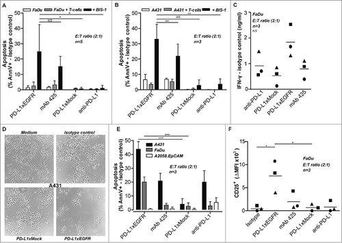 Figure 3. PD-L1xEGFR promotes cytotoxic activity of BIS-1-redirected T cells (A) FaDu cells were mixed with T cells at E:T ratio of 2:1 in the presence of BIS-1 (75 ng/ml) and 5 µg/ml PD-L1xEGFR or control antibodies. (B) A431 cells were treated as described in (A). Apoptosis was determined in A and B at day 3 by flow cytometry using Annexin-V staining. Apoptosis for isotype control treatments were subtracted. (C) IFN-γ levels in culture supernatant of (A) were determined by ELISA and IFN-γ levels for isotype control treatment were subtracted. (D) A431 cells were treated with the indicated antibodies, washed to remove unbound antibody and then mixed with T cells at an E:T ratio of 2:1 in the presence of BIS-1 (75 ng/ml). At day 3, T cells were carefully removed by washing, after which light microscopic images of the remaining A431 monolayer were evaluated. (E) In mixed cultures with EGFR+ FaDu and A431 or EGFR− A2058.EpCAM cells as described in D, apoptosis was determined by flow cytometry using Annexin-V staining. Apoptosis for isotype control treatments were subtracted. (F) In mixed cultures with FaDu cells as described in D, expression of T cell activation mrker CD25 was analyzed by flow cytometry. Mean fluorescence intensity (MFI) of BIS-1 treatment alone was subtracted. Three independent experiments were performed and represent mean ± SD. Statistical analysis was performed using One-way ANOVA followed by a Bonferroni post-hoc test (* p < 0.05, ** p < 0.01, *** p < 0.001, ns not significant).