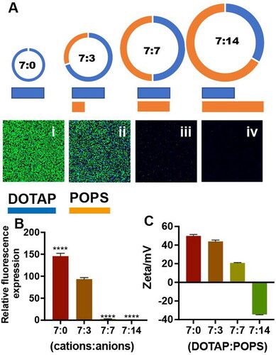 Figure 4. (A) EGFP expression in Neuro-2a cells treated with liposomes containing EGFP mRNA with different molar ratios of DOTAP and POPS (7:0, 7:3, 7:7, and 7:14) for 24 h. The amount of DOTAP was the same in each group, the concentration of EGFP mRNA was 0.027 mg/mL, the concentration of total liposomes in the 7:3 group was 0.192 mg/mL, and the nuclei (blue) were stained with Hoechst 33342. (B) Relative fluorescence expression (fluorescence intensity/hole area) of the cells in each group. *p < 0.05, **p < 0.01, ***p < 0.001, ****p < 0.0001 (n = 3). (C) Zeta of liposomes with different molar ratios.
