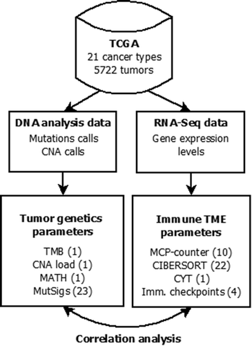 Figure 1. Flowchart of data collection and analysis (number of investigated parameters in brackets). Mutation calls, copy number alteration (CNA) and gene expression data were obtained from the cBioPortal. Tumor mutational burden (TMB) and mutant allele tumor heterogeneity (MATH) were calculated from the mutation calls, CNA load was calculated from the GISTIC CNA calls and levels of mutational signatures were obtained from.Citation32 The abundance of cell populations in the tumor microenvironment (TME) was estimated from bulk tissue gene expression data using the bioinformatic methods MCP-counter and CIBERSORT. Cytolytic activity (CYT) as well as PD-L1, PD-1, CTLA4 and IDO1 mRNA expression were also obtained from the bulk tissue gene expression data. Correlation analysis of 37 parameters of TME (35 immunological variables and two non-immunological variables) with 26 parameters of tumor genetics was performed.