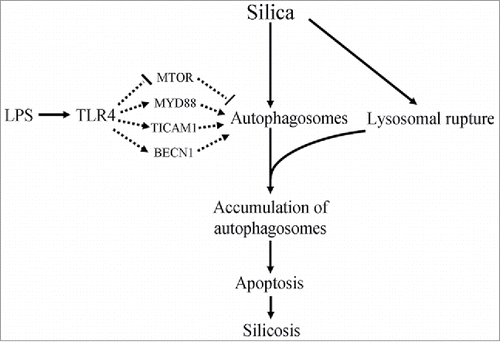 Figure 10. A hypothetical diagram illustrates potential mechanisms in silicosis. Silica may lead to apoptosis via increasing the formation of autophagosomes in AMs. LPS regulates the formation of autophagosomes through a blockade of the MTOR signaling pathway and activation of MYD88, TICAM1 and BECN1 signaling pathways. However, silica engulfment results in lysosomal rupture, which may lead to the accumulation of autophagosomes. The excessive accumulation of autophagosomes may lead to apoptosis in AMs. Thus LPS or other substances that can activate autophagy may be risk factors for silicosis.
