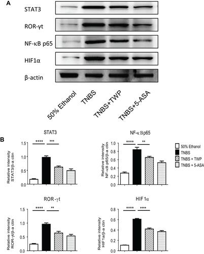 Figure 5 TWP inhibits transcriptional factors, eg, ROR-γt, NF-κB p65, HIF1α, and STAT3 in colon. (A) Intestinal tissues were collected and the expression of ROR-γt, NF-κB p65, HIF1α, and STAT3 were determined by Western blotting. (B) The gray densities were measured and normalized to β-actin. **p<0.01, ***p<0.001, ****p<0.0001.