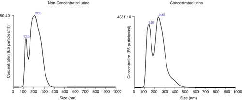 Fig. 4.  Analyses of the EVs obtained after SEC procedure by NTA.Representative NTA analyses of the tetraspanin-peak fractions from HD4 (non-concentrated, left) and HD4C (concentrated, right) urine samples.