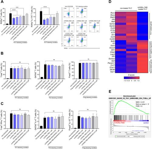 Figure 3 Specific inhibition of Th17 differentiation and the expression of Th17-related genes by nt-RORα-TMD. (A) Mouse naïve CD4+CD62L+ T cells were isolated and cultured in Th17-skewing condition in the presence of nt-RORα-TMD or nt-RORα-TMD (R42A/R43G). After 3 days of culture, T cells expressing RORγt and IL-17A were analyzed by flow cytometry using the corresponding mAb. (B and C) Naïve T cells were induced to differentiate into Th1, Th2 or iTreg cells under Th1-, Th2-, or iTreg-skewing condition in the presence of nt-RORα-TMD or nt-RORα-TMD (R42A/R43G), and T cells expressing the transcription factor specific to each T cell subset (B) and its representative cytokines (C) were analyzed by flow cytometry. (D and E) The gene expression profiles of Th17 cells treated with or without nt-RORα-TMD were analyzed by transcriptome sequencing. (D) The TPM counts of the signature genes were normalized and represented as a heatmap. (E) Enrichment plots based on immunologic signature gene sets were analyzed through gene set enrichment analysis (GSEA). The graphs are represented as mean ± SEM (n=3), ***P<0.001, ****P<0.0001.