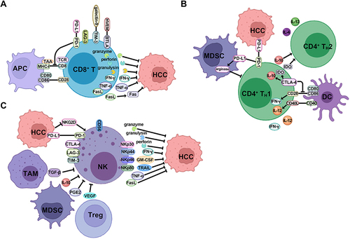 Figure 2 The mechanism of stimulatory immune cells to inhibit HCC formation and the cross-talk with suppressive immune cells in the TME. (A) CD8+ T cells function as an effector, activated by APC through the engagement of co-stimulatory surface molecules, to inhibit HCC cells by releasing cytotoxic molecules and pro-inflammatory cytokines. The activity of CD8+ T cells is dampened by the expression of immune checkpoints on the surface. (B) CD4+ TH1 cells are stimulated by DCs via the binding of co-stimulatory molecules, and inhibited by MDSCs and HCC cells through the expression of immune checkpoints, and reprogrammed to CD4+ TH2 phenotype via the induction of anti-inflammatory cytokines. (C) NK cells suppress HCC cells via releasing a variety of cytotoxic molecules and pro-inflammatory cytokines, and are abrogated by TAM, MDSC and Treg cells via the secretion of anti-inflammatory cytokines, and by cancer cells via the expression of immune checkpoints.