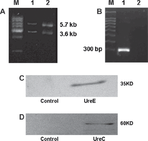 Figure 1. Identification of plasmid pMG36eure and expression of transgene urease in recombinant L. lactis MG1363. A: DNA extracted from recombinant L. lactis MG1363 (lane 1) or recombinant E. coli DH5a (lane 2) were digested with XbaI and HindIII. 5.7 kb and 3.6 kb represent the urease gene and the pMG36e vector. B: The transcript of urease gene was determined by RT-PCR with RNA isolated from recombinant L. lactis MG1363. C, D: Expression of transcriptional protein urease subunits UreE (C), and UreC (D) were analyzed by Western blot using cell extracts from recombinant L. lactis MG1363.