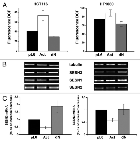 Figure 5. Effects of constitutively active (Act) and dominant-negative (dN) HSF1 mutants and shHSF1 on ROS content (A) and sestrins mRNAs levels (B and C) in HCT116 and HT1080 cells. In each case DCF fluorescence were measured in three-five experiments; average data are presented. (B) RT-PCR of SESN1, SESN2 and SESN3 mRNAs; tubulin mRNA was analyzed as loading control. (C) The relative intensity of SESN3 bands estimated according the results of four experiments, means ± SE are given.