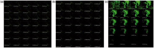 Figure 6. (a) z-axis image of control-treated irradiated group (b): z-axis image of NLC-treated irradiated group (c) z-axis image of NLC-treated nonirradiated group.