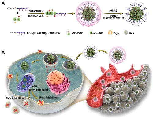 Figure 6. To counteract the effects of medication resistance and cancer spread, this diagram shows how CD-DOX-NO-DA NPs are synthesized and manufactured. A) A schematic representation of the CD-DOX-NO-DA NPs manufacturing process. B) A schematic representation of CD-DOX-NO-DA NPs delivering NO to mitochondria (Deng et al., Citation2020).