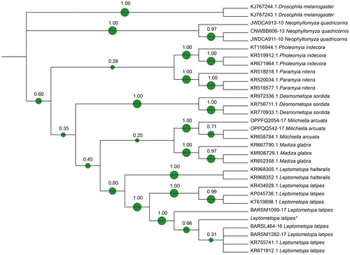 Figure 1. Phylogenetic tree based on Neighbour Joining method analysis of 533 bp sequence of the cytochrome c oxidase subunit I (COI) gene. The green spots and the number at each node indicate the bootstrap support. * indicates the sequence from this case (GenBank MH069729).