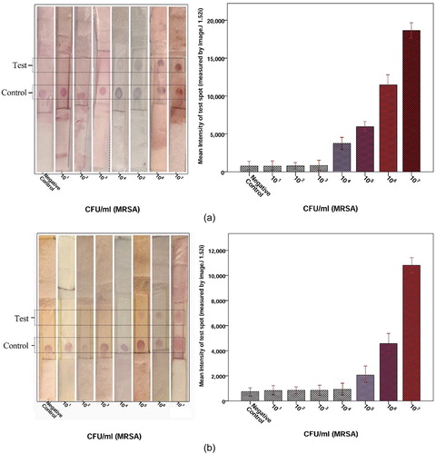 Figure 6. Determination of the detection limit of LFIA strips (A) AuNP (14 ± 2 nm AuNP), (B) AuNP (35 ± 3 nm AuNP). Image analysis of the LFIA strip showed that the first significant signal at MRSA concentrations was 104 cfu/ml for 14 ± 2 nm AuNP and 105 cfu/ml for 35 ± 3 nm AuNP. In this LFIA technique, two red band in the test and control regions indicates a positive result. But a red band in the control region indicate a negative result.