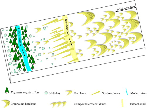 Figure 3. Conceptual diagram of the sand dune pattern perpendicular to the river at the lower reach of the Tarim River in eastern margin of the Tarim Basin, NW China. The main species in study area are the Populus euphratica and the Tamarix spp. The modern river is shown in blue. The paleochannel is presented in yellow. The black arrows show the flow and wind directions.