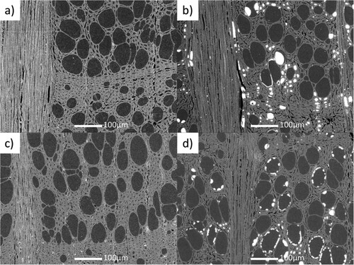 Figure 3. SEM images of the (a) reference beech, (b) mineralised beech, (c) thermally modified beech, and (d) thermally modified and mineralised beech.