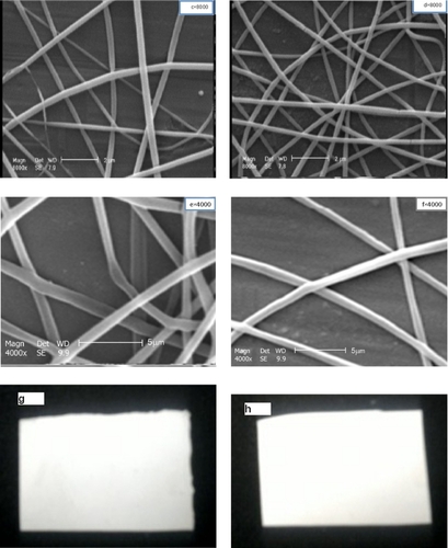 Figure 1 SEM photographs of electrospun nanofibers without drug and with 10% w/w drug loaded: A, B) PVA; C, D) PVAc; E, F) a 50:50 blend of PVA/PVAc; G, H) effect of drug loading on appearance of PVA/PVAc blend nanofiber mats.Abbreviations: CipHCl, ciprofloxacin HCl; PVA, polyvinyl alcohol; PVA/PVAc, polyvinyl acetate.