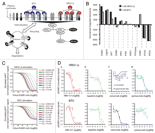 Figure 2 Simulation of the ErbB network predicts design of an optimal ErbB3 therapeutic. (A) Complexity of the ErbB network depicted graphically: ligand binding, receptor dimerization, receptor trafficking and intracellular signaling were captured in a mass-action based kinetic model. (B) Simulated perturbation of each protein in the ErbB network was used to identify the sensitivity of the downstream signal, phospho-Akt, towards each protein under either heregulin or betacellulin stimulation. (C) Dose responsiveness of Akt to an anti-ErbB3 antibody was examined for a variety of affinity binding constants through variation of the dissociation rate. (D) Different strategies to inhibit ErbB3 were examined computationally and experimentally. This figure was originally published by Schoeberl et al.Citation63 and is reprinted with permission.