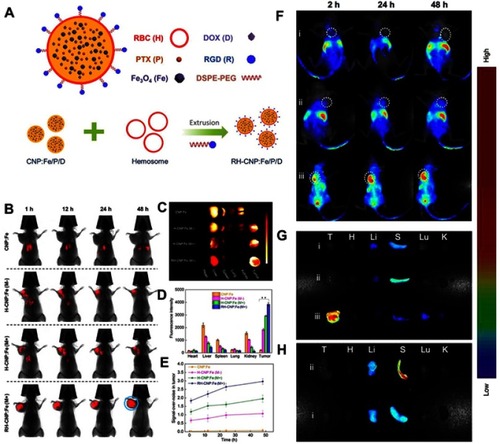 Figure 4 (A) Schematic fabrication process depicting RBC membrane camouflaged programmed co-delivery system. (B) In vivo images of tumor targeting abilities of CNP:Fe, H-CNP:Fe, and RH-CNP:Fe with or without an external magnetic field. (C) Ex vivo optical images of tumors and major organs of tumor-bearing mice sacrificed at 48 hours. (D) Tissue distribution of different NPs in tumor-bearing mice 48 hours post-treatment. (E) The graph of the comparison of signal-over-noise ratios of fluorescence in tumor at different time point. (F) In vivo fluorescence imaging of tumor-bearing nude mice at 2, 24, and 48 hours post-intravenous injection of RBC-PTX (i), anti-EGFR-iRGD and RBC-PTX co-administration (ii) and PRP (iii). The white colored dotted circles indicated the tumor sites. (G) Ex vivo fluorescence imaging of the excised tumors and major organs at 48 hours post-injection. (H) Ex vivo fluorescence imaging of the excised tumors and major organs at 48 hours post-injection of group i and ii. Republished with permission of Royal Society of Chemistry, from Programmed co-delivery of paclitaxel and doxorubicin boosted by camouflaging with erythrocyte membrane, Fu Q, Lv P, Chen Z, et al, 7, 2015; permission conveyed through Copyright Clearance Center, Inc.Citation35 Copyright ©2018. Dove Medical Press. Reproduced from Chen H, Sha H, Zhang L, et al.Lipid insertion enables targeted functionalization of paclitaxel-loaded erythrocyte membrane nanosystem by tumor-penetrating bispecific recombinant protein. Int J Nanomedicine. 2018;13:5347–5359. doi:10.2147/IJN.S165109.Citation56Notes: Fig 4 parts A-E is taken from reference 35, parts F-H is taken from reference 56.Abbreviations: PTX, paclitaxel; RGD, Arg-Gly-Asp; DSPE-PEG, 1,2distearoyl-sn-glycero-3-phosphoethanolamine-polyethylene glycol; CNPs, O-carboxymethyl-chitosan (CMC) nanoparticles; PRP, anti-EGFR-iRGD-RBCm-PTX.