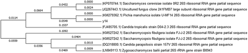 Figure 2. The distance tree of Y14 (highlighted in yellow) based on the sequence of KP027538.1.
