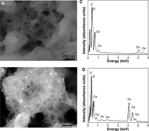 Figure 2 Scanning electron microscopic images of CeO2 NPs (A) and Au/CeO2 NPs (B) along with their corresponding energy dispersive X-ray spectra (C, D).Abbreviations: Au, gold; Ce, cerium oxide; CeO2, cerium oxide; Au/CeO2, gold-coated cerium oxide.