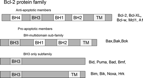Figure 4.  The extended Bcl-2 family. This family comprises pro-survival proteins, which share the Bcl-2 homology (BH) domains, and pro-apoptotic proteins that contain BH1-3 domains or only the BH3 domain.