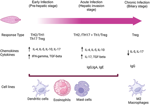 Figure 1 Immune response to fascioliasis depending on the phase of the infection. (Illustration created with BioRender.com).Citation4,Citation12