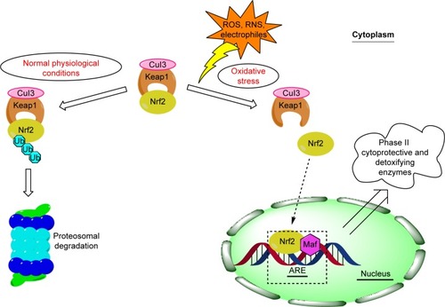 Figure 1 Schematic overview of the Nrf2/Keap1 signaling pathway in homeostatic and stress conditions.