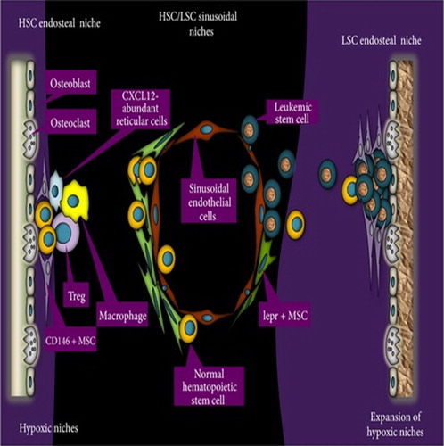 Figure 4. Organization of normal hematopoietic stem cell (HSC) and leukemic stem cell (LSC) niches in the bone marrow. Both HSCs and LSCs establish niches around the bone marrow endosteum and sinusoids. In normal hematopoiesis, the endosteal niche is formed and regulated by osteoblasts, osteoclasts, mesenchymal stromal cells (MSCs), T-regulatory cells (Tregs), and macrophages, while in leukemia, LSC associate with osteoblasts and mesenchymal stromal cells. HSCs form sinusoidal niches with sinusoidal endothelial cells and leptin receptor (lepr+)-expressing perivascular stromal cells. LSCs form sinusoidal niches with sinusoidal endothelial cells. Oxygen gradient decreases from the sinusoids to the endosteum. The normal HSC endosteal niches are hypoxic, while there is an expansion of hypoxic niches in LSC endosteal niches due to LSC proliferation. Reprinted with permission from Nwajei et al.49