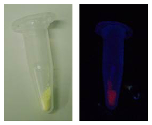 Figure S2 Ultraviolet (UV) luminescence image of silica-coated cadmium sulfide quantum dots after 3 months of normal day/night light storage to depict increased stable shelf life.Notes: At right is the normal light image; at left is the UV illumination.