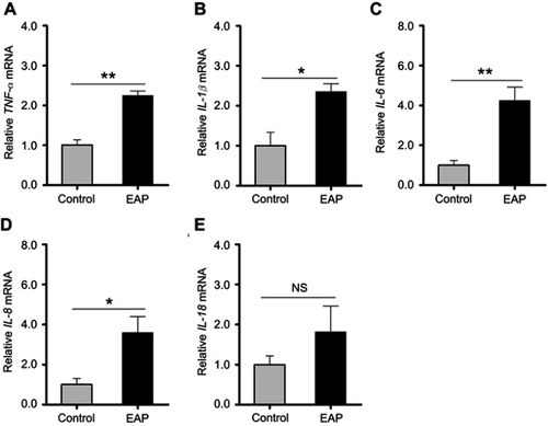Figure 5 Detection of cytokine changes in the hippocampus of control and EAP mice. (A–E) Real-time PCR analysis of TNF-α, IL-1β, IL-6, IL-8, and IL-18. *p<0.05, **p<0.01, vs Control.