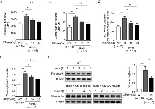 Figure 4 OM reduces glomerular hypertrophy and injury in db/db mice. (A–D) Eight-week-old male db/db mice were intragastrically administered with 10 mg/kg OM, 20 mg/kg OM or equal volume of vehicle saline (0 mg/kg OM) per day for 8 weeks (n = 15). The wild-type littermates (WT, n = 15) were administered with equal volume of saline and used as controls for db/db mice. The glomerular tuft area (A), glomerular tuft volume (B), glomerular basement membrane thickness (C), and mesangial matrix fraction (D) were analyzed by the periodic acid-Schiff (PAS) staining on kidney sections. The fibronectin expression (E) in the renal cortex from 5 representative mice in each group was analyzed by Western blotting assay. β-Actin was used as a loading control. The representative images (left) and analysis of fibronectin expression (right) are shown. Data are mean ± SD. *P < 0.05; **P < 0.01.