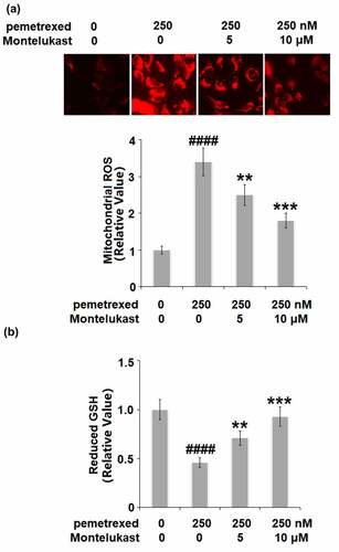 Figure 2. Montelukast ameliorated pemetrexed-induced oxidative stress. (a). Mitochondrial ROS; (b). The level of reduced GSH (####, P < 0.0001 vs. vehicle group; **, ***, P < 0.01, 0.001 vs. pemetrexed treatment group).