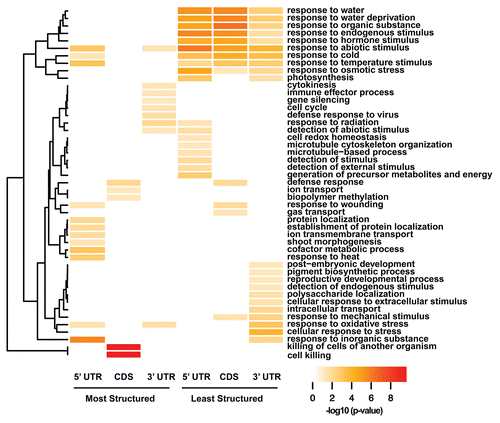 Figure 2. Transcripts with similar levels of total structure in their UTRs (5′ or 3′) or CDS tend to encode proteins with coherent functions. Every detectable Arabidopsis transcript was sorted by mean structure in the 5′ UTR, CDS and 3′ UTR. The top 10% most structured and least structured transcripts were tested for enrichment of biological process gene ontology (GO) terms using the DAVID package.Citation21, Citation22 Output was filtered such that terms were retained only if they (1) were enriched at p-value < 0.05 for at least one structure category and (2) they were separated from the “biological process” ancestor term by no more than two parents (depth first search level ≤ 3). Each term was then hierarchically clustered based upon enrichment profiles and plotted as a heatmap (−log10[p-value]). No colored bar indicates that the enrichment is not significant.