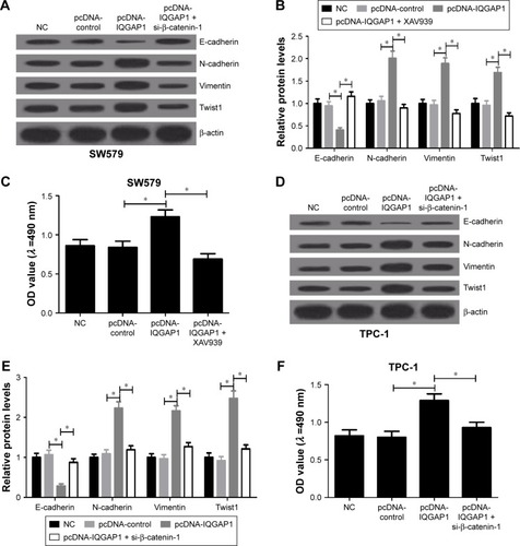 Figure 5 Inactivation of the Wnt/β-catenin pathway reversed the effects of IQGAP1 overexpression on thyroid cancer cells.