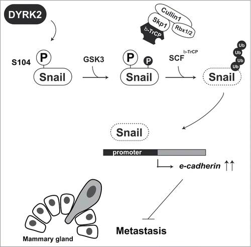 Figure 4. DYRK2-mediated Snail degradation protects against tumor cell metastasis. DYRK2 phosphorylation of Snail at Ser104 triggers sequential phosphorylation by GSK3. Phosphorylated Snail is recognized and ubiquitinated by the SCFβ-TrCP complex. Snail degradation leads to an induction of e-cadherin expression. Cells with highly expression of E-cadherin lose their cell migration ability.