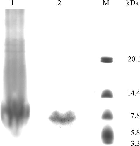 Figure 1. SDS-PAGE detection of AMEP412 before and after purification.1, AMEP412 before purification; 2, AMEP412 after purification; M, low molecular weight protein marker.