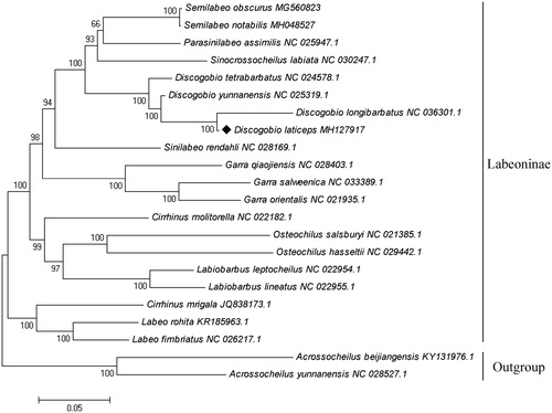 Figure 1. Phylogenetic tree of Discogobio laticeps among 20 Labeoninae species based on 13 concatenated mitochondrial PCGs by maximum-likelihood analysis with GTR + G + I model. Two species were selected to Barbinae as out-groups. The number on branches indicates posterior probabilities in percentage. The number after the species name is the GenBank accession number. The mitogenomic information of Discogobio laticeps is marked with a rhombus.