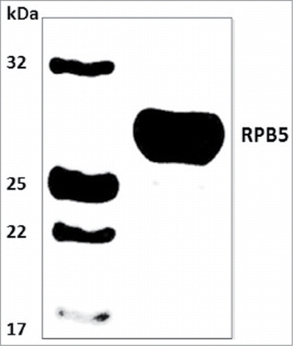 Figure 3. Western blot analysis on PVDF membrane. Lane 1, Molecular weight marker. Lane 2, Rpb5 recombinant protein detected by western blotting with a mouse anti-His antibody.