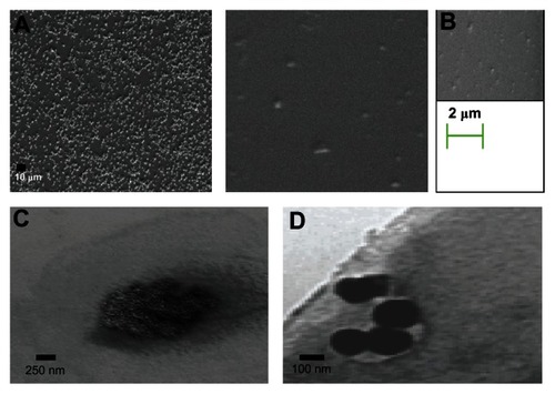 Figure 3 Size and morphological assessments of nanoparticles by SEM and TEM. SEM analyses of CNP (A), DMCNP (B), and TEM analysis of CNP (C) and DMCNP (D).Note: A drop of the nanoparticles was deposited on a copper grid for TEM, or a glass slide mounted on a stub for SEM.Abbreviations: CNP, phosphate buffered saline encapsulated in chitosan nanoparticles; DMOMP, DNA of the major outer membrane protein of C. trachomatis DMOMP; DMCNP, DMOMP encapsulated in chitosan nanoparticles.