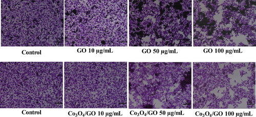 Figure 6. Morphological changes in B16F10 cell line in presence of GO and Co3O4/GO.
