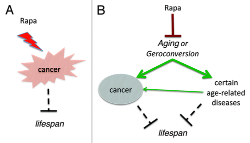 Figure 1. Two models of cancer-prevention by rapalogs. (A) Direct anticancer effect. Rapalogs (Rapa) suppress cancer cells, prevent cancer and thus extend lifespan. (B) Indirect anticancer effect due to aging-suppression. Rapalogs (Rapa) suppress aging (gerosuppression) and thus prevent cancer and other age-related diseases, extending lifespan.