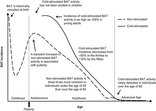 Figure 1. Human BAT incidence as a function of age. Detection of metabolically active BAT in the neck region of humans is illustrated with incidence (y-axis) as a function of age (x-axis). Non-stimulated BAT (dashed line) and cold-stimulated BAT incidence (solid line) are summarized as general trends based on data derived from studies discussed in the text.